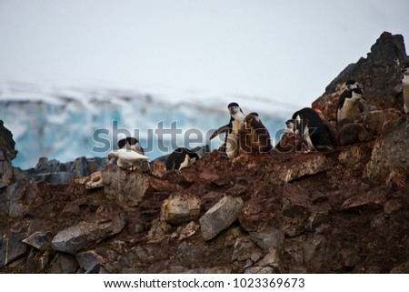 chinstrap penguin colony, half moon island, antarctic peninsula, antarctica