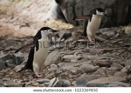 chinstrap penguin colony, half moon island, antarctic peninsula, antarctica