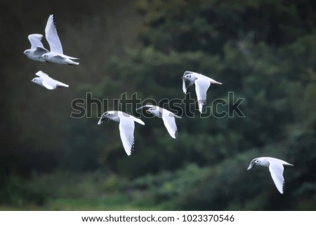 Gulls in flight