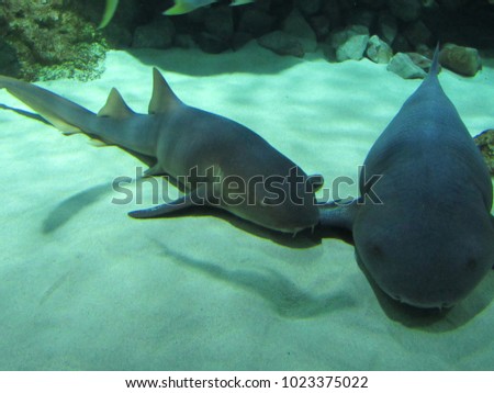 Two nurse sharks (Ginglymostoma cirratum) in exhibit
