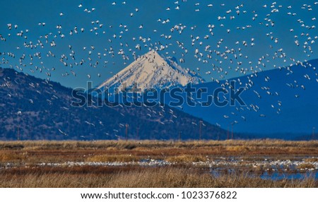 Flocks of birds with mountain backdrop. This picture was taken in the Klamath Basin, home to countless migrating and resident bird species.