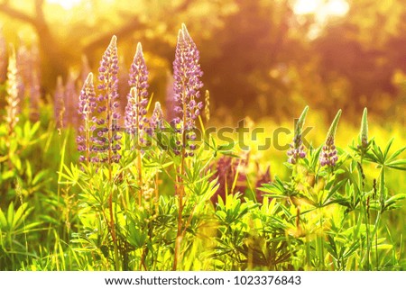 Purple Lupins in the rays of the setting sun at sunset