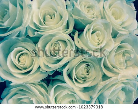Bouquet of fresh white wedding roses, flower bright background. Sign of love.