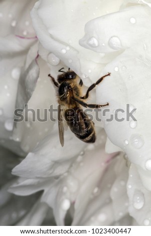 Honey bee hid in the Bud of white peony from the rain. White petals with drops of water. Bee hiding from the rain.