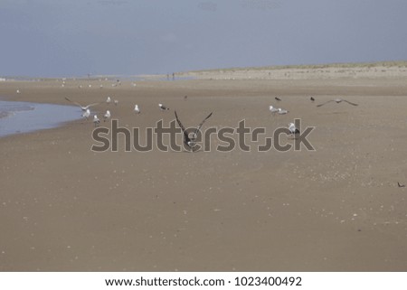 Seagulls at the sea shore 