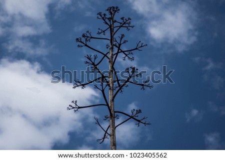 Minimalist lonely tree without leaves and blue sky in background