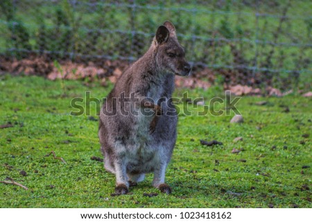 Bennett´s wallaby eating grass in Waimate, Canterbury, New zealand