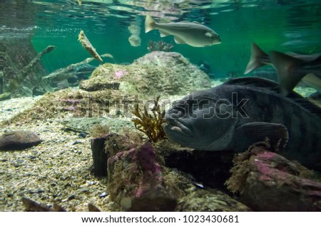 View of Halibut and other fish underwater