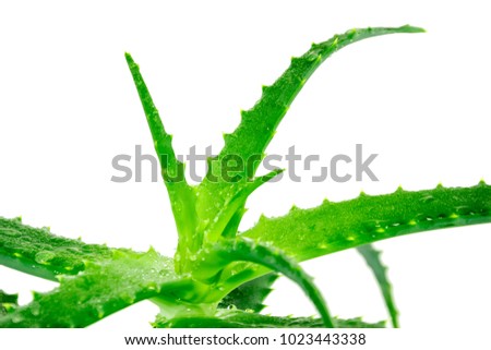 green aloe vera plant isolated on white background.