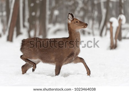 Young female doe deer in winter forest