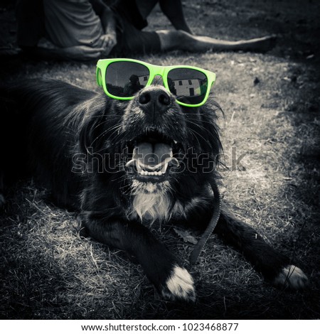Cool dog with green sunglasses