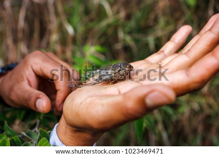 Picture of a huge insect (cicada) on a hand, Inca trail, Peru