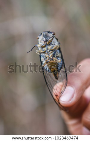 Picture of a huge insect (cicada) held between fingers, Inca trail, Peru
