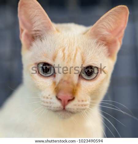 A cute orange cat is looking at the camera while the photographer is taking pictures of it.