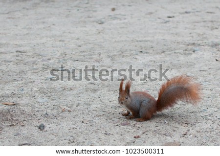 Squirrel in Warsaw