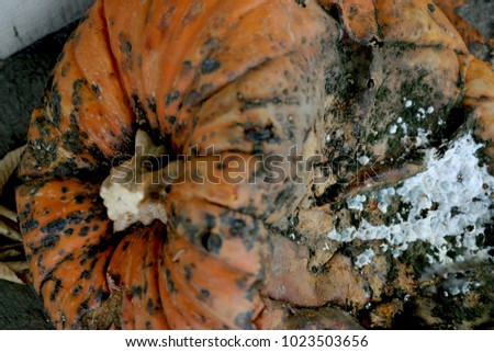 Top View of a Squished, rotting pumpkin with mold growing on it. Close-up.  Food Waste. Discarded Halloween, Fall Decorations. Background. 