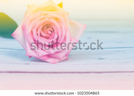 Close up of a beautiful pink rose in soft style for background