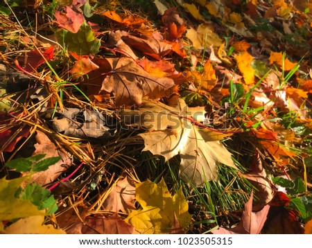 Autumn background of colored leaves shimmering in the sunlight.