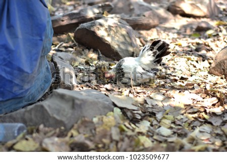 Mother hen with chickens in the wild