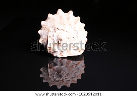 Sea snail shell. Big sea Snail shell on black reflective studio background. Isolated black shiny mirror mirrored background for every concept.