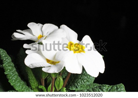 Primula. Flower plant primula closeup on black reflective studio background. Isolated black shiny mirror mirrored background for every concept