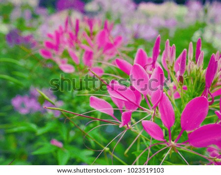 Close-up pink Cleome, spider flower