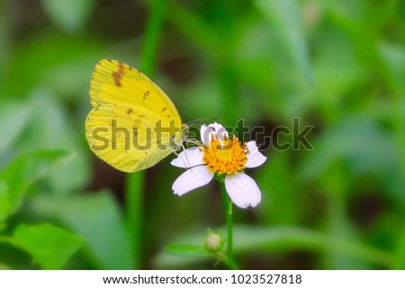 Common Grass Yellow (Eurema hecabe) Beautiful Butterflies in the Garden, butterflies are insects in the macrolepidopteran clade Rhopalocera from the order Lepidoptera, which also includes moths