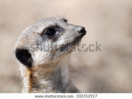 curious meerkat on the lookout