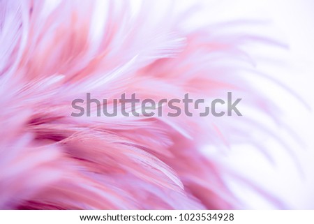 Pink chicken feathers in soft and blur style for the background. Pastel color