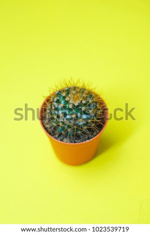 Cactus on yellow background