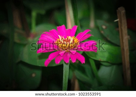 Beautiful zinnia flower in garden