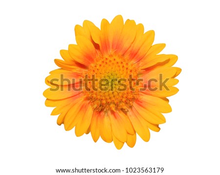 Mexican sunflower, Golden Flower of the Incas,Tithonia rotundifolia, Yellow flower isolated on white background. with clipping path