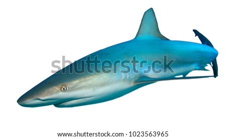 Shark isolated. Grey Reef Shark cutout white background