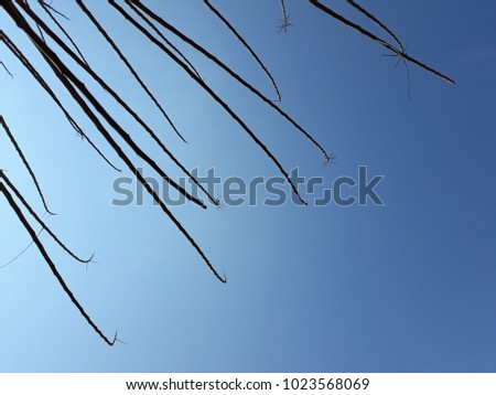 tree branches isolated on sky background.