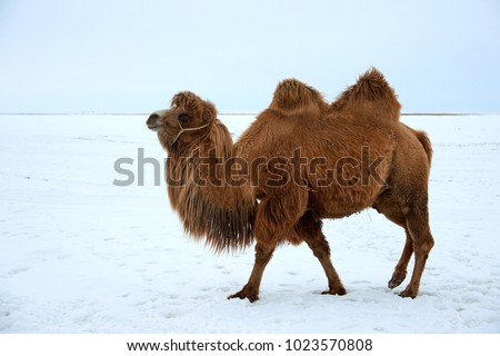 Bactrian camels (Camelus bactrianus) in winter.
The Bactrian camel is a large, even-toed ungulate native to the steppes of Central Asia.
 Royalty-Free Stock Photo #1023570808