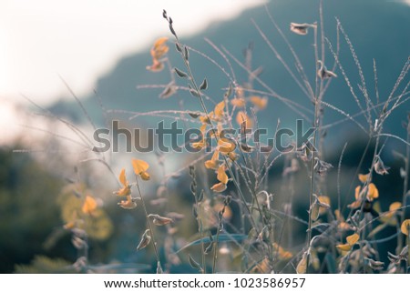 flower or background,abstract 