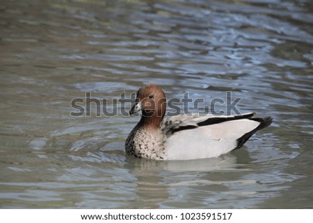Wood duck on a pond of water in Australia