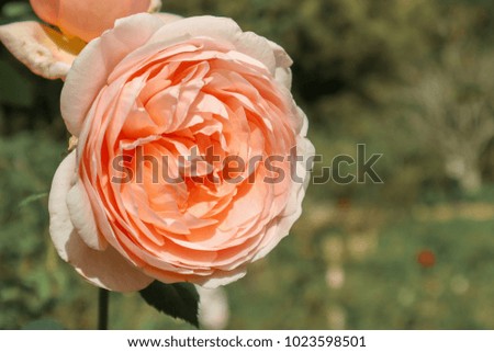 Beautiful orange rose is blooming in the morning sunlight in the garden in winter , Thailand