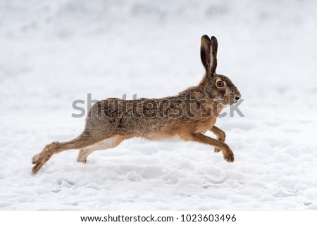 Hare running in the winter field Royalty-Free Stock Photo #1023603496