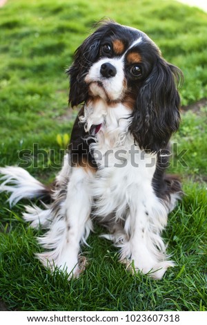 Tri-colored Cavalier King Charles Spaniel Royalty-Free Stock Photo #1023607318