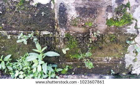 The surface of the mortar is so overcrowded with water, and weeds have grown. Located on a rural road in Thailand.