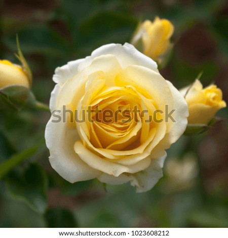 Yellow rose flower on blur background