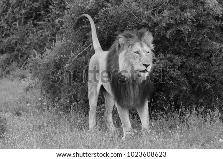 A standing male lion (Panthera leo) in the wild. This is a black and white image.  