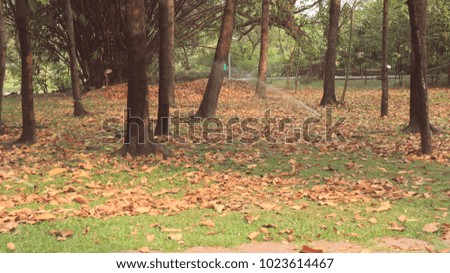yellow and brown dry leaves on field ; autumn leaves: Blur photo or out of focus