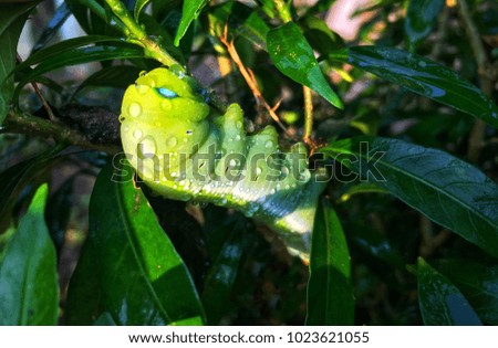 Green caterpillar with droplet, Beautiful caterpillar on the tree.