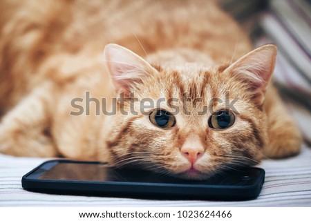 Ginger Cat and Smartphone Royalty-Free Stock Photo #1023624466