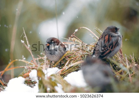 Birds in winter under snow. Sparrows in the winter.
