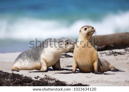 Young Australian sea lions, Neophoca cinerea, \on the beach.