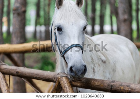 portrait of a white horse in a bridle in a pine forest
