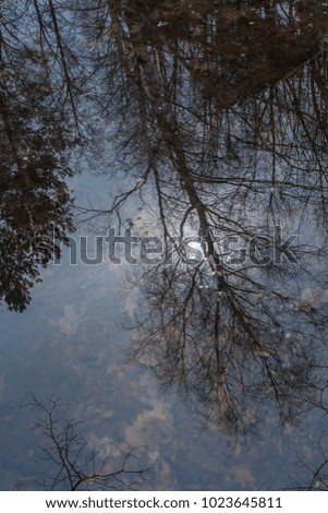 Bare spring trees reflected in still water of the stream